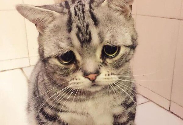 悲しそうな表情を浮かべた「絶望猫」SNSで里親募集をしたところ、引き取り手が殺到