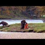 【対策】クマに遭遇した時、絶対にやってはいけない“左右の動き”　日米のクマ研究者が伝授する「伏せて首をガード」