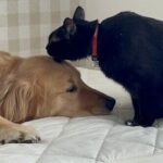 どっち？「犬派？猫派？」「ごちそうされるなら焼肉？すし？」