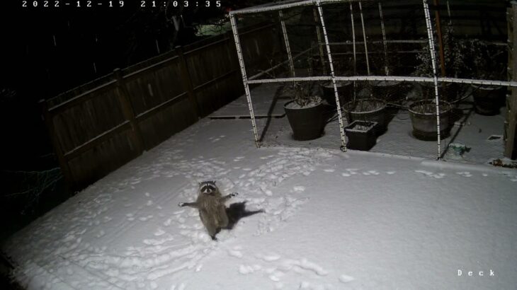 雪が落ちる前にキャッチする遊びを思いついたアライグマ、両手を上げてがんばる姿がかわいい 