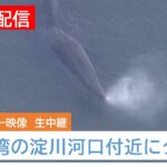 【動画】大阪湾の淀川河口付近にクジラ出現！ 餌を求め迷い込んだか