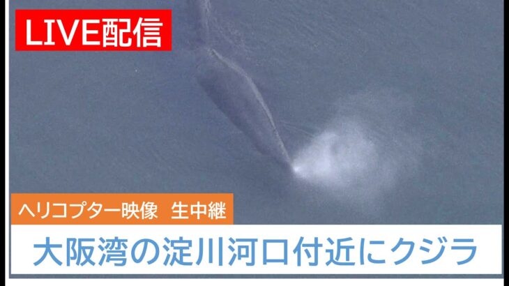 【動画】大阪湾の淀川河口付近にクジラ出現！ 餌を求め迷い込んだか