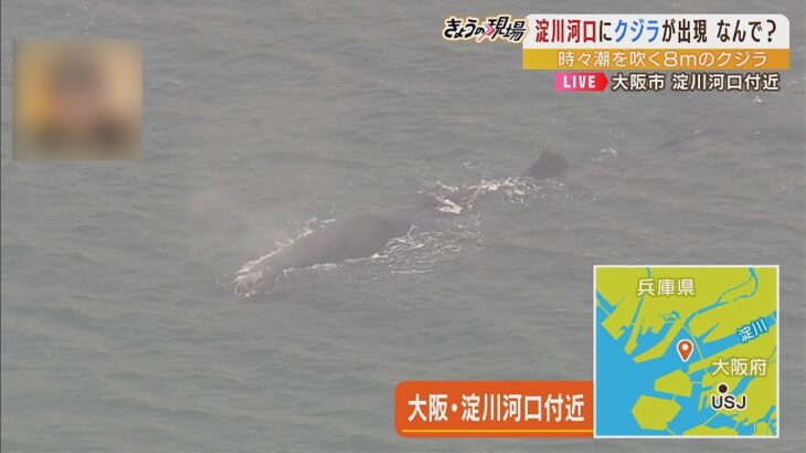 【仰天】そんなバカな・・・大阪・淀川でクジラが発見された⁉
