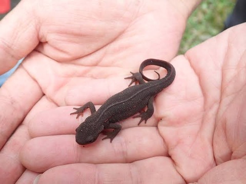 イモリとかいう伝説の超飼育が楽な生き物