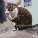 獣医が驚愕、韓国・芸能人の飼い猫「爪がすべて抜かれ骨が切断された状態」に…顔を怪我しないようにか？
