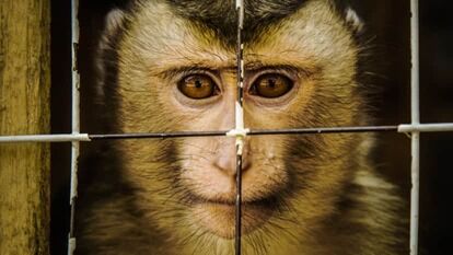 アメリカで新薬開発における動物実験の義務付けが撤廃される 