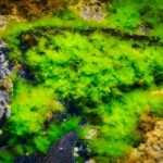 日本、「藻類バイオマスエネルギー」で産油国になる模様ｗｗｗｗｗｗ