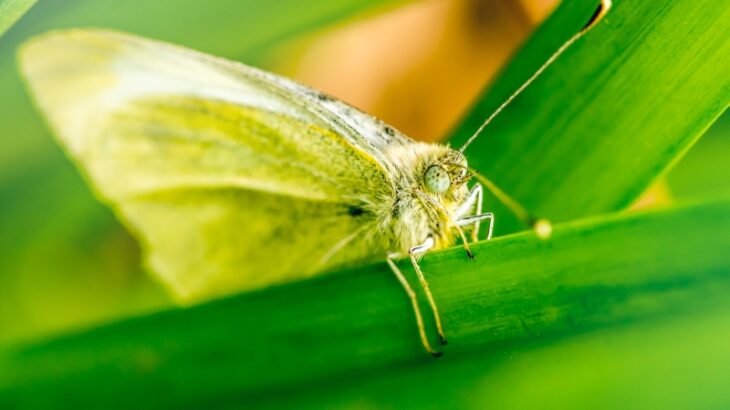 大阪大学、レーザー光で害虫撃墜できる急所発見！！