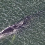 迷いクジラ「残念ながら死んでいる」自治体は国に専門家派遣要請