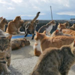 猫550匹どうなる？　沖縄最大の保護団体が活動困難に　「病気がまん延」と関係者