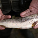 【環境】アメリカの野生の淡水魚1匹を食べると1カ月分の汚染された水を飲むのと同量の化学物質を摂取してしまうという研究結果