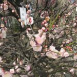 『小村井香取神社』で『第30回 香梅園 梅まつり』開催中！2月18日〜3月5日。