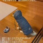 朝ごはん中のパパを待ち続ける、おさんぽ準備万全な柴犬が“反則級”　100万再生間近のけなげな後ろ姿が「可愛すぎ」と話題に 