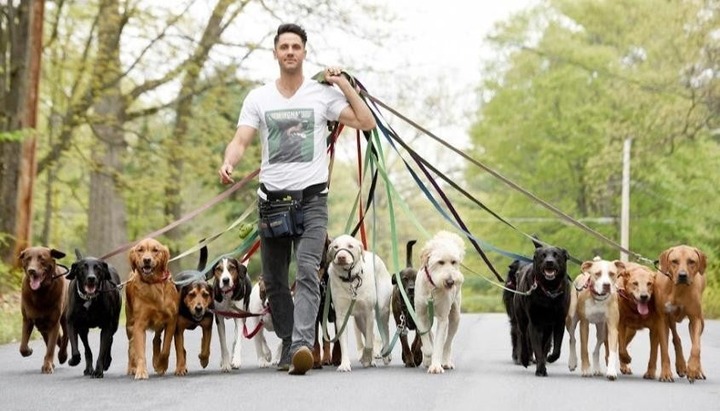【速報】NYで犬の散歩代行業が大人気、年収1300万円もｗｗｗｗｗｗｗ