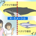 イルカとクジラの違いは大きさだけ