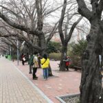 【悲報】韓国ソウルの桜並木は全てが「ソメイヨシノ」で、「王桜」は１本も見つからず・・・・