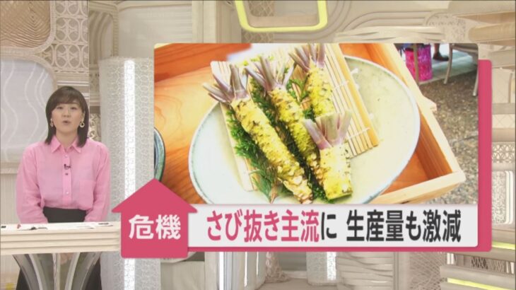 【速報】「若者のワサビ嫌い」で生産量激減！！「このままでは日本の食文化が失われる。」