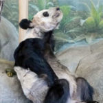 枯れた竹しか与えない。アメリカの動物園で激ヤセの骨川パンダをご覧ください
