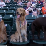 【動画】犬、野球が好きな模様ｗｗｗｗｗｗｗｗｗｗｗｗｗ