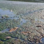 韓国川に大量の魚の死骸原因はトイレに流されたウエットティッシュだった