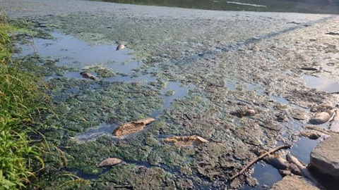 韓国川に大量の魚の死骸原因はトイレに流されたウエットティッシュだった