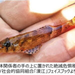 【環境活動家】絶滅のおそれある韓国産淡水魚クグリの災難