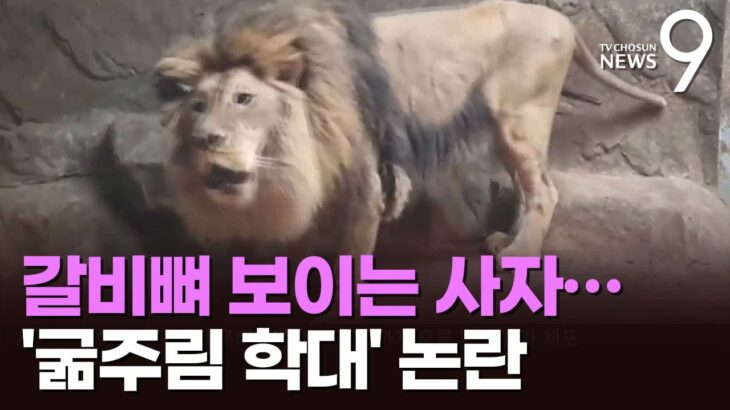 韓国動物園肋骨が浮き出たライオンおなかがへこんだサル経営難で飢える動物たち