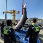 【韓国】 違法に捕獲した鯨を運搬した3人逮捕…捕獲加担者・流通担当追跡
