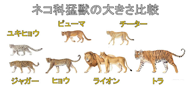 トラライオンジャガーピューマ=ヒョウチーター