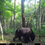 牛66頭を襲ったヒグマ「オソ18」駆除か　釧路町の牧場