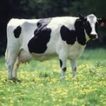 【画像】酪農家が全自動搾乳ロボを導入した結果 → 搾乳するメス牛の反応ｗｗ