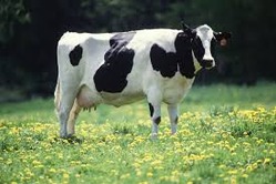 【画像】酪農家が全自動搾乳ロボを導入した結果 → 搾乳するメス牛の反応ｗｗ