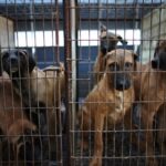 【韓国】「ソウルにイヌ200万匹放つ！」犬肉食用取引禁止で廃業危機の繁殖業者ら、抗議行動を計画