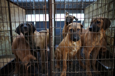 【韓国】「ソウルにイヌ200万匹放つ！」犬肉食用取引禁止で廃業危機の繁殖業者ら、抗議行動を計画