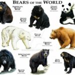 クマって世界で8種類しかいないって知ってたか？