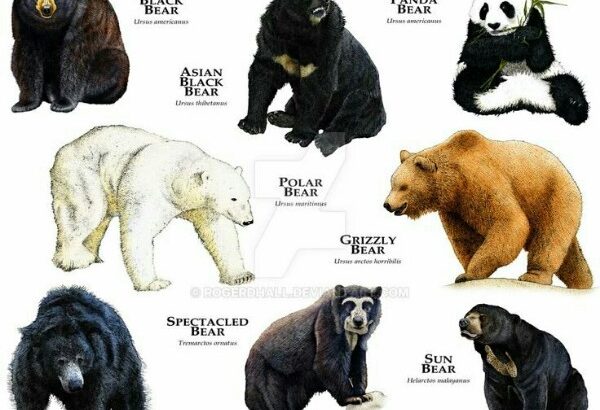 クマって世界で8種類しかいないって知ってたか？