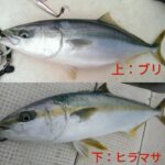 【画像】魚好きのお前らならこいつらの違いわかるだろ？