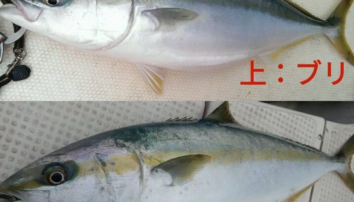 【画像】魚好きのお前らならこいつらの違いわかるだろ？