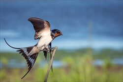 【画像】カブトムシ、人間様の手のひらで交尾しだすｗｗｗｗ