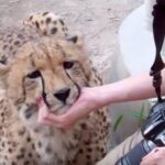 【動画】チーターさん、猫だったw w w w w w w w w w w w w w w w w