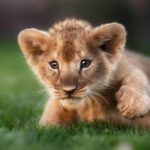 【朗報】ライオンの赤ちゃん、ガチで可愛すぎる