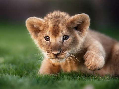 【朗報】ライオンの赤ちゃん、ガチで可愛すぎる