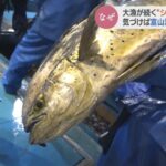 【漁師困惑】富山湾で謎多き魚「シイラ」が大漁