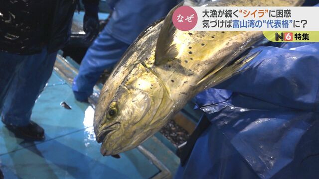 【漁師困惑】富山湾で謎多き魚「シイラ」が大漁