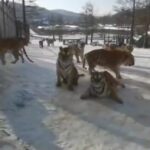 【動画】アメリカの虎さん大寒波で大はしゃぎ