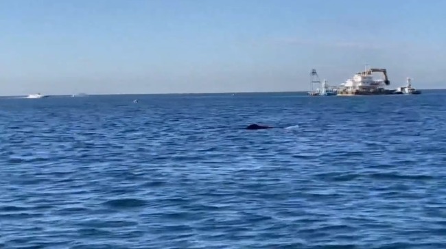 大阪湾にクジラ出現
