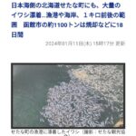 【悲報】北海道でイワシが大量に漂着