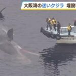【なぜ】吉村知事も急行？大阪湾で死んだ『迷いクジラ』あす陸に引き上げへ
