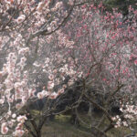 【梅の花】京都：菅原道真公ゆかりの神社に咲く紅白の梅：生身天満宮