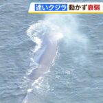 大阪湾にクジラが迷い込む　2年連続2回目